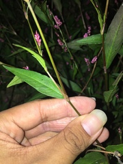 Persicaria longiseta