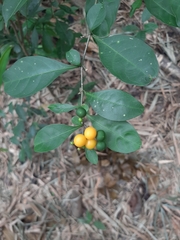 Solanum diphyllum