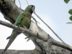 Eupsittula nana