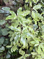 Pittosporum eugenioides