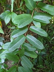 Cryptolepis sinensis