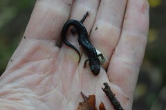 Desmognathus orestes