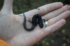 Plethodon montanus