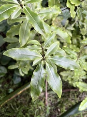Pittosporum eugenioides
