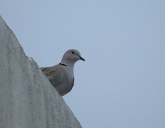 Streptopelia decaocto
