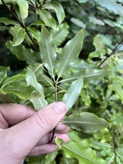 Pittosporum eugenioides