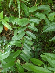 Cryptolepis sinensis