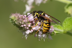 Vespula atropilosa