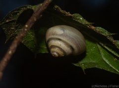 Posorites conscendens