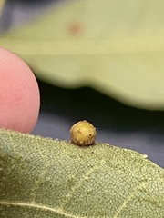 Caryomyia tuberculata