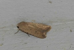 Caradrina montana