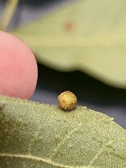 Caryomyia tuberculata