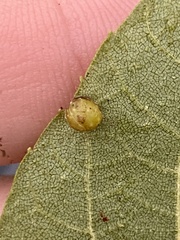 Caryomyia tuberculata