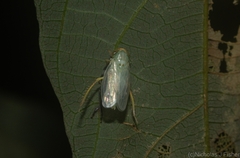 Cicadellidae