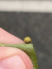 Caryomyia tuberculata