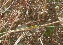 Sympetrum semicinctum