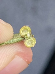 Caryomyia tuberculata