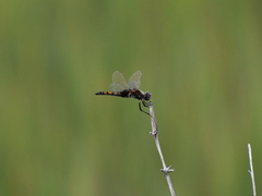 Macrodiplax balteata