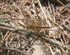 Sympetrum semicinctum