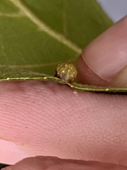 Caryomyia tuberculata