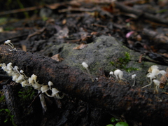 Mycena tenerrima