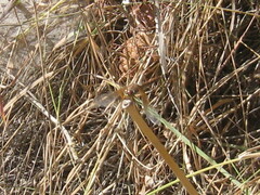 Sympetrum semicinctum
