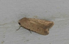 Caradrina montana