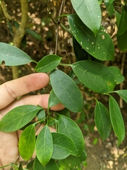 Urceola rosea