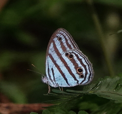 Cepheuptychia cephus