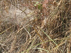 Sympetrum semicinctum