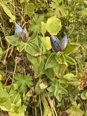 Gentiana platypetala