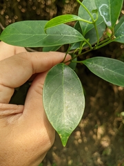 Urceola rosea