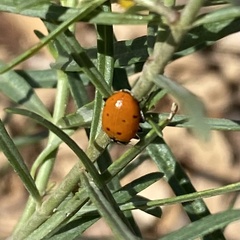Hippodamia convergens