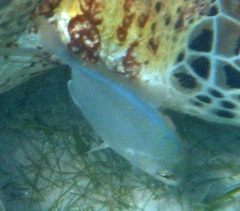 Caranx ruber