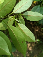 Urceola rosea