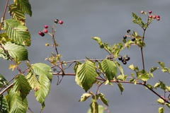 Nekemias arborea