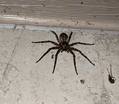 Dolomedes tenebrosus