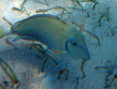 Acanthurus tractus