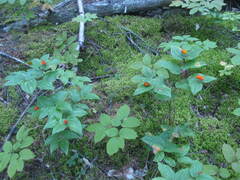 Prosartes trachycarpa