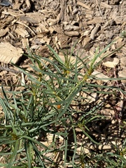 Hippodamia convergens