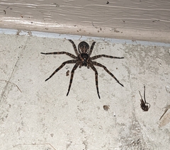 Dolomedes tenebrosus