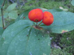 Prosartes trachycarpa
