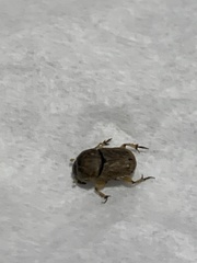 Euoniticellus intermedius