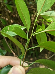 Urceola rosea