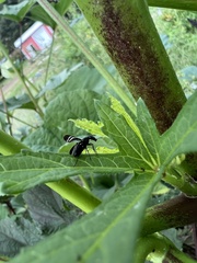 Tritoxa flexa