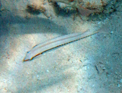 Halichoeres bivittatus