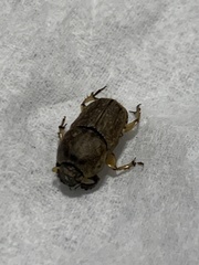 Euoniticellus intermedius