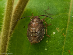 Discocephalinae