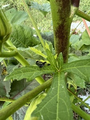 Tritoxa flexa