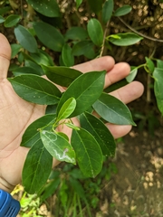 Urceola rosea
